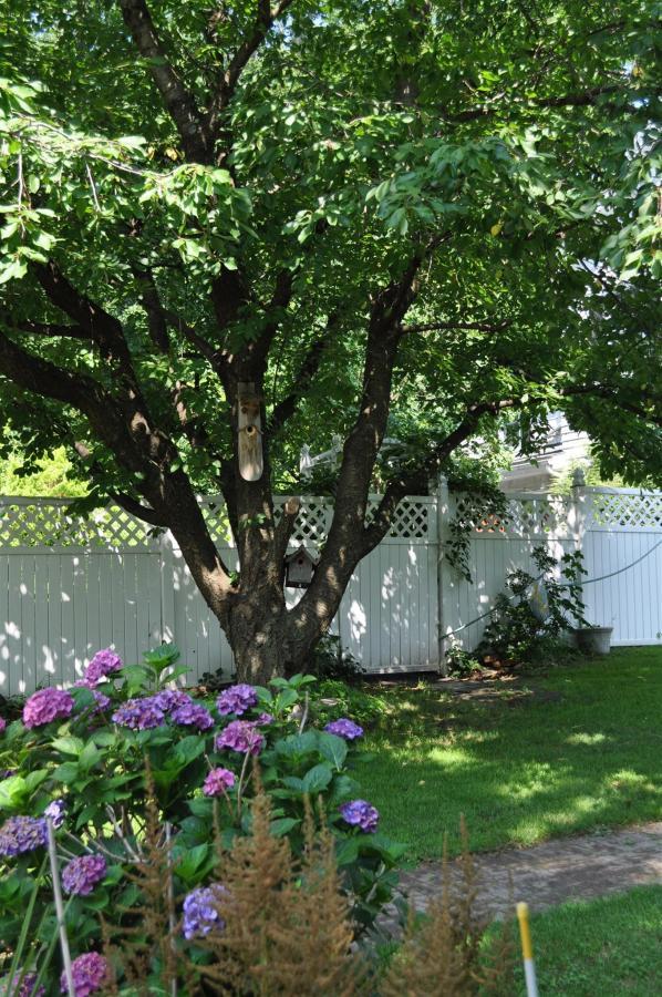 back-yard-tree.jpg