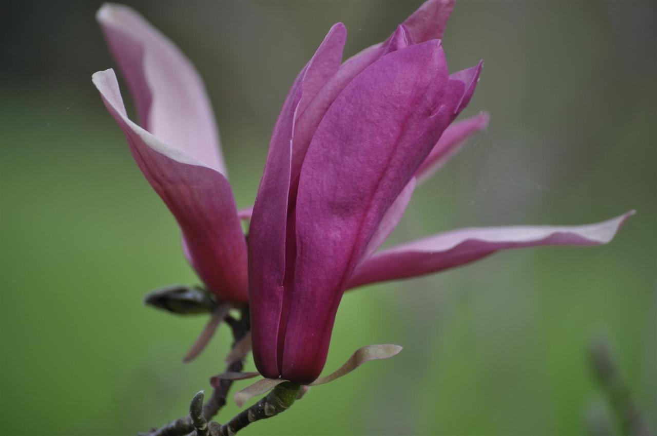 pink-flowers.jpg