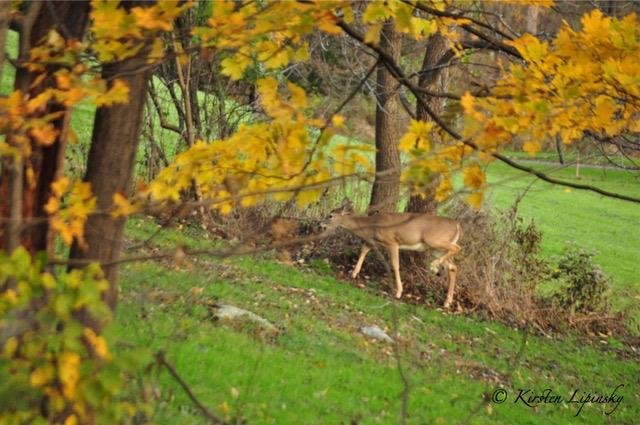 deer-walking-on-lawn.jpg